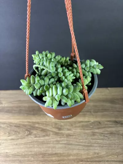 plant/Sedum Morganianum - Burros Tail aka Donkey’s Tail 6” HB-1-thumbnail