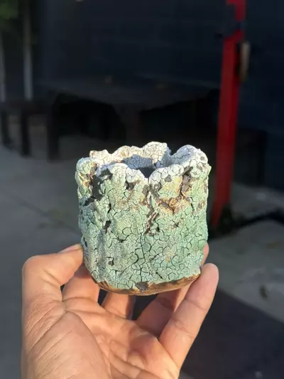 plant/Tiffany coconut 3.25x3H-0-thumbnail