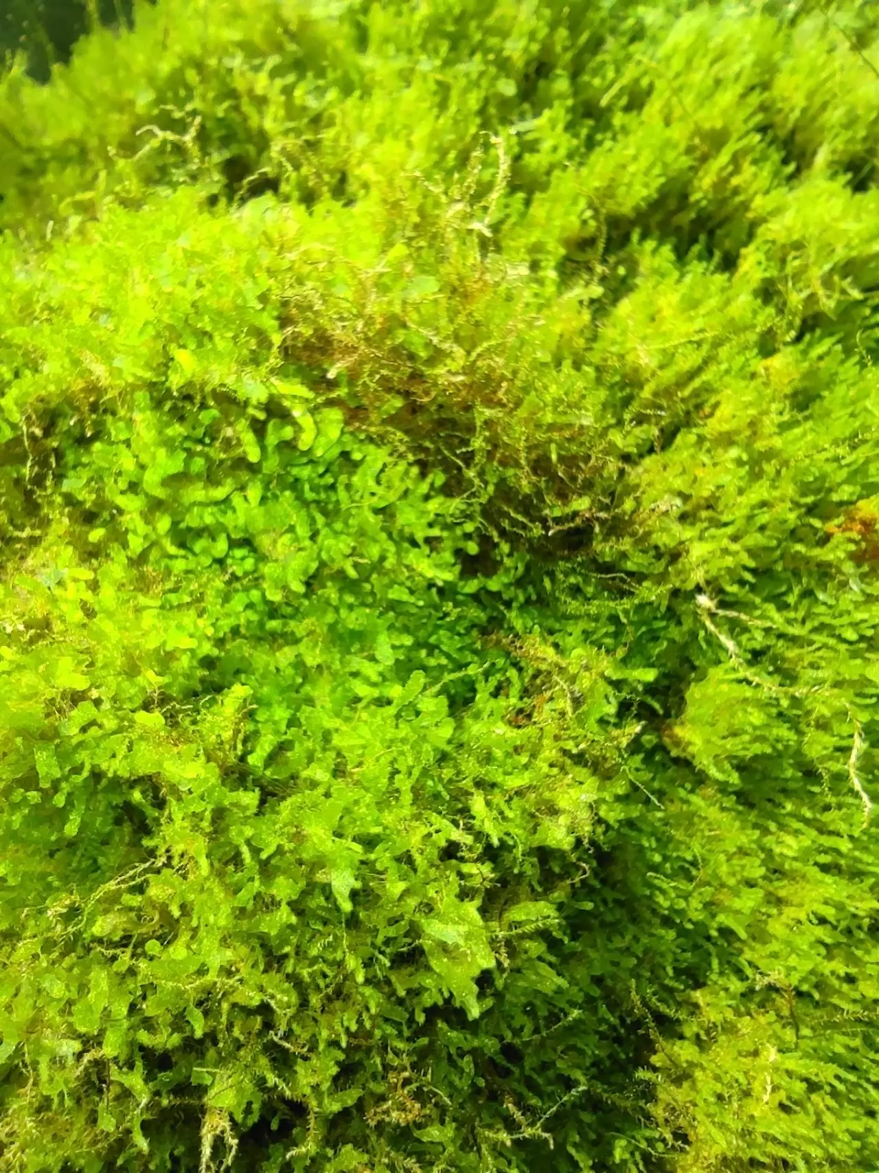 plant/Live moss-3
