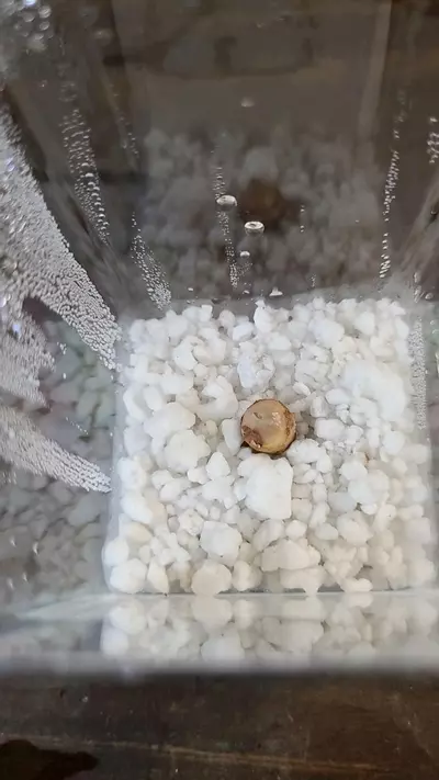 plant/Alocasia Zebrina Corm 1-119-0-thumbnail