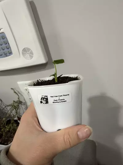 plant/Anthurium Red Vein Dark Phoenix x Dark Phoenix from AnthuriumPapa-5-thumbnail