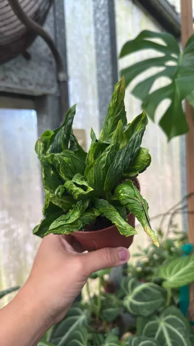 plant/701 Pothos Shangri La-0-thumbnail