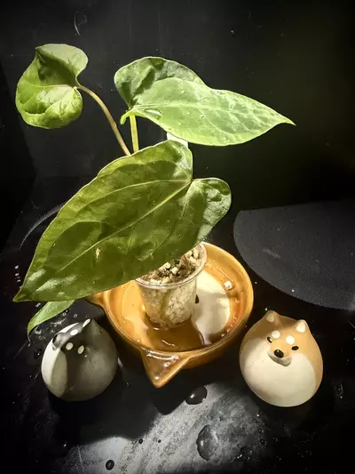 plant/Ace of Purple x Scott’s KunaPap 0320 B-0-thumbnail