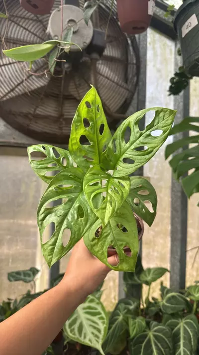 plant/699 Monstera Adansonii-0-thumbnail