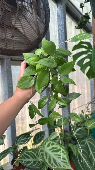 plant/704 Hoya Parasitica Black Margin-0-thumbnail