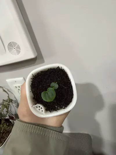 plant/Anthurium Red Vein Dark Phoenix x Dark Phoenix from AnthuriumPapa-4-thumbnail