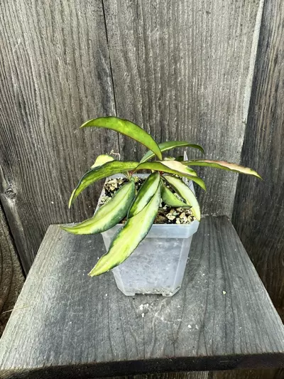 plant/Hoya wayetii Tricolor-0-thumbnail