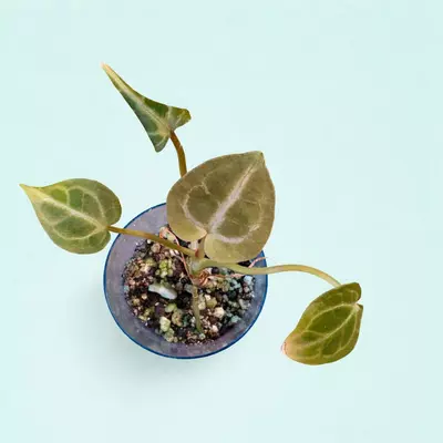 plant/NOID anthurium-0-thumbnail