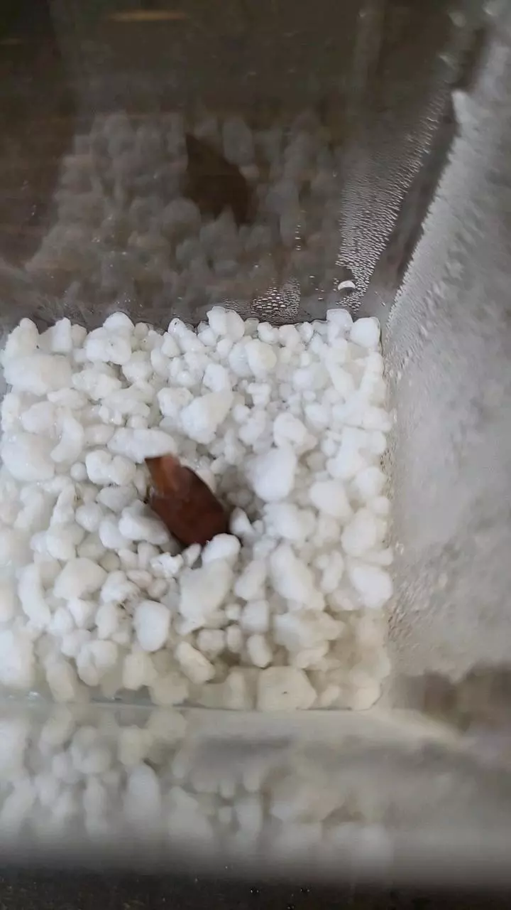 plant/Pink Dragon Alocasia Corm 1-111-0