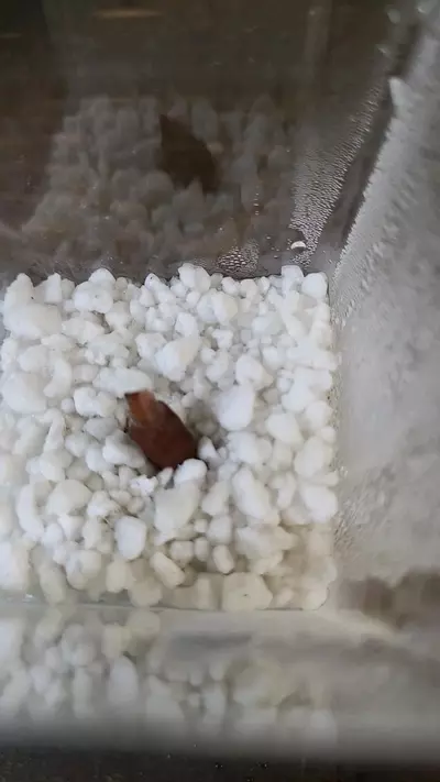 plant/Pink Dragon Alocasia Corm 1-111-0-thumbnail