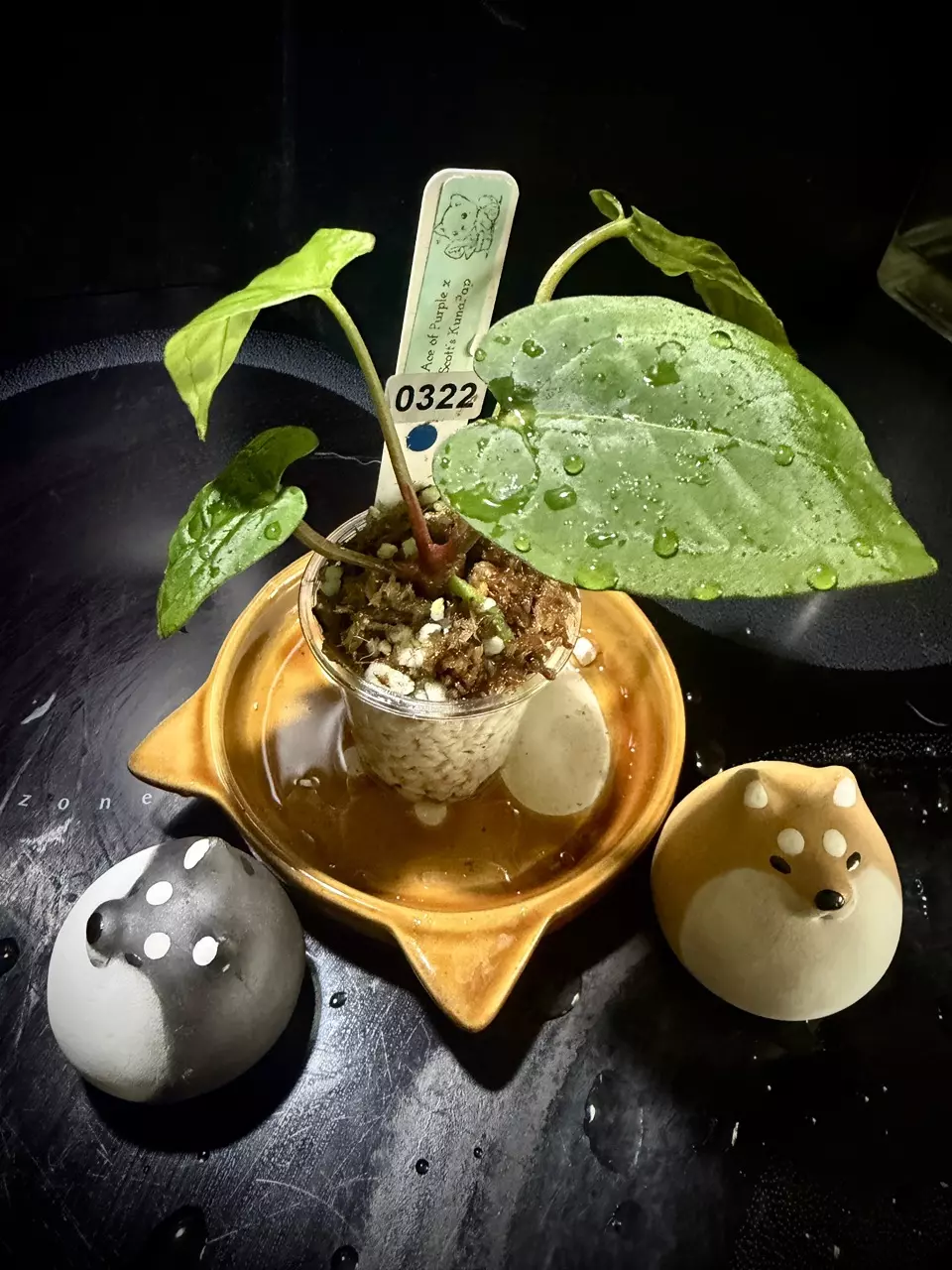 plant/Ace of Purple x Scott’s KunaPap 0322 B-0