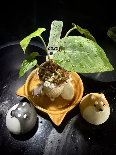 plant/Ace of Purple x Scott’s KunaPap 0322 B-0-thumbnail