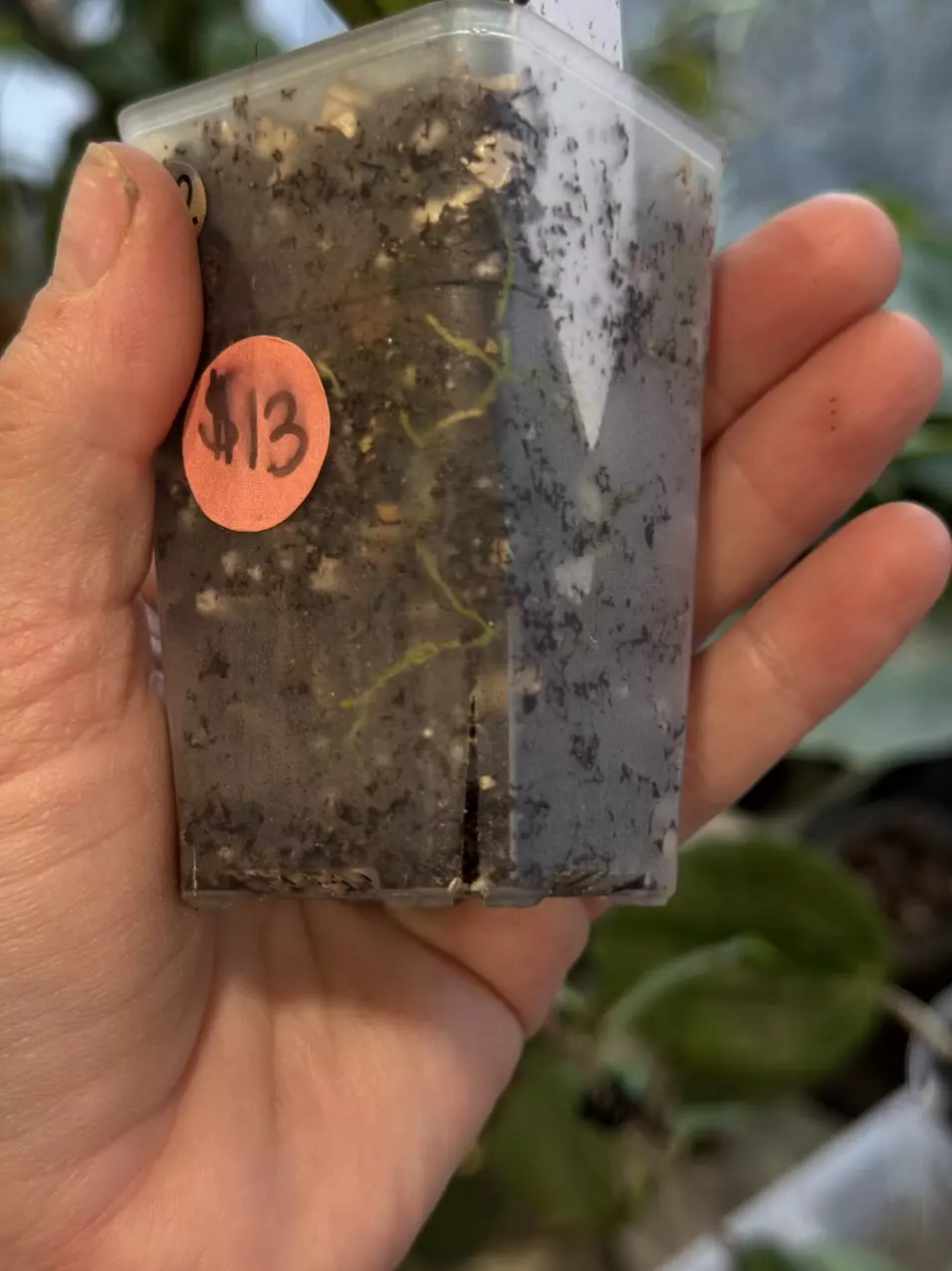 plant/232-Hoya Ah 074 rooted in chunky mix-1