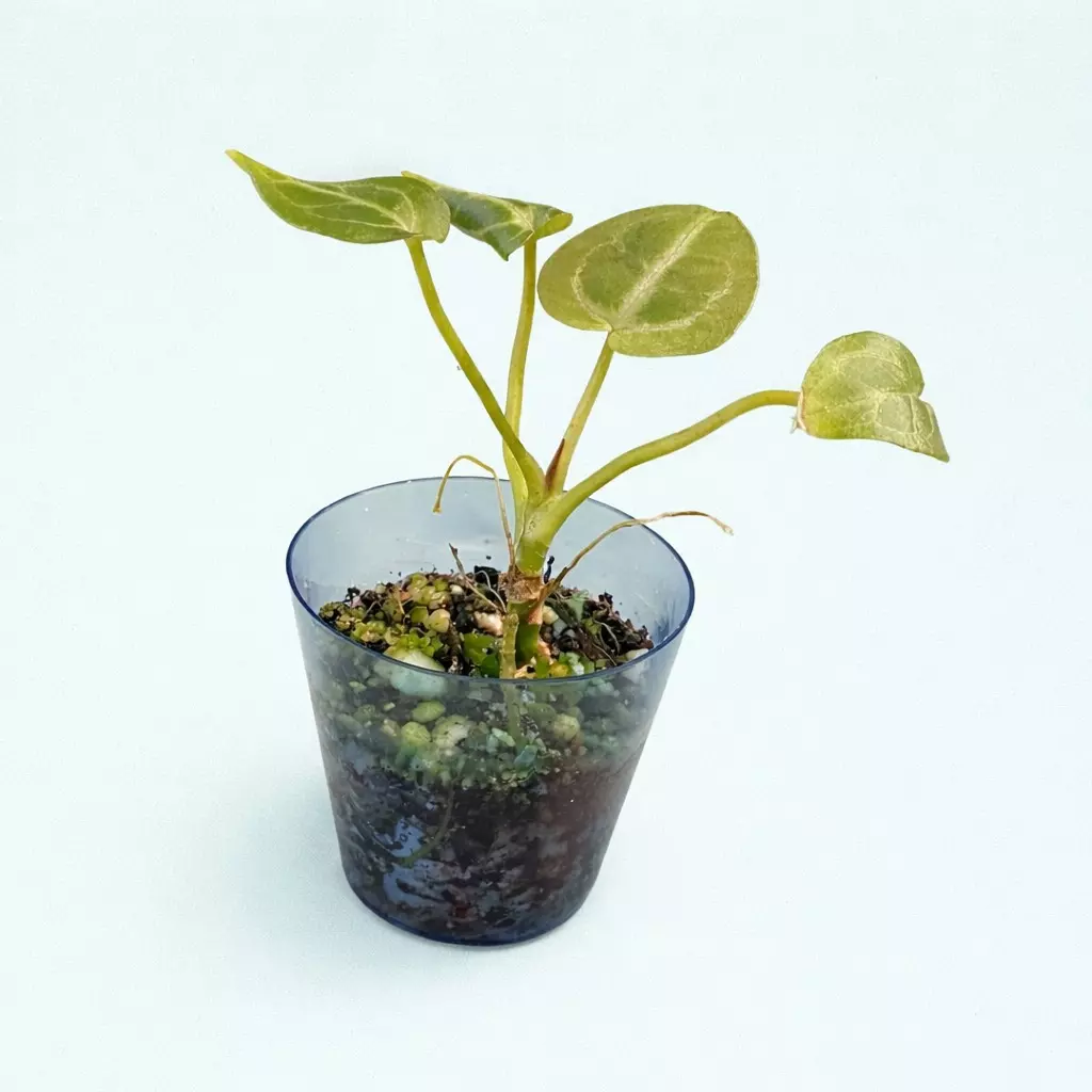 plant/NOID anthurium-1
