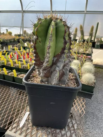 plant/Astrophytum ornatum, over 25 years old-6-thumbnail
