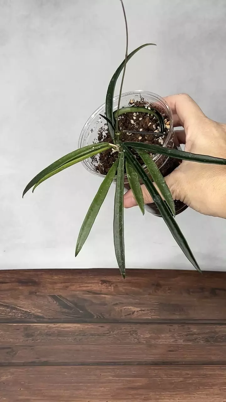 plant/Hoya shepherdii-0