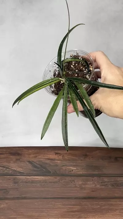 plant/Hoya shepherdii-0-thumbnail