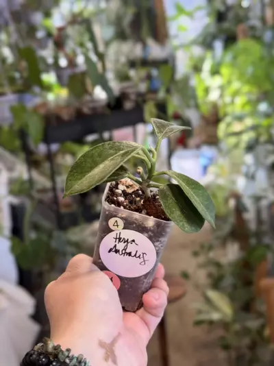 plant/4-Hoya Australis rooted in chunky mix-3-thumbnail