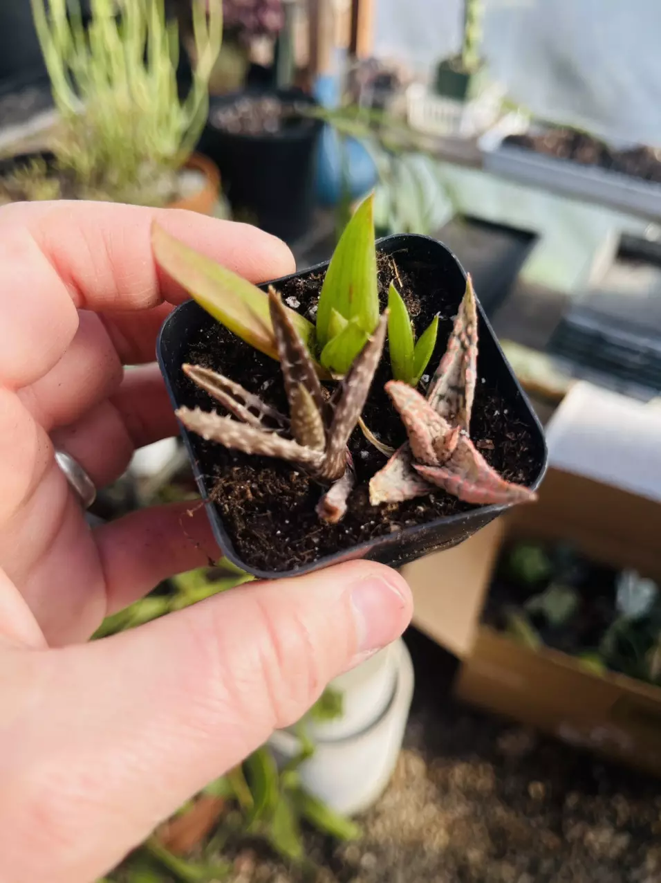 plant/Aloe Fairy Pot 2”-0
