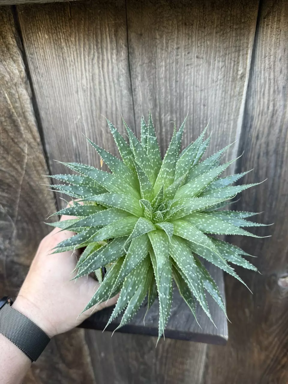 plant/Aloe aristata 4”-1