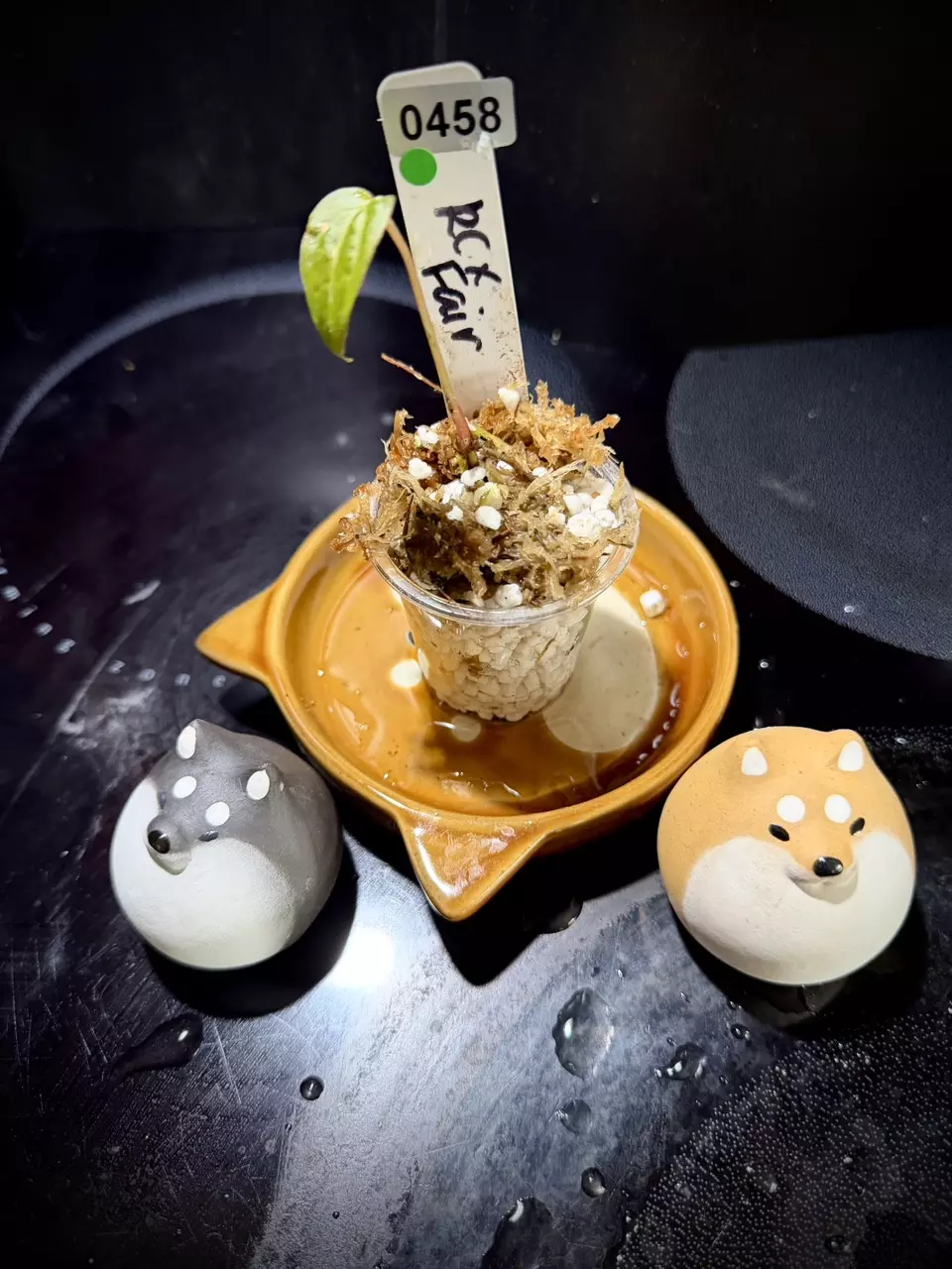 plant/RC x Fairchild 0458 G-1