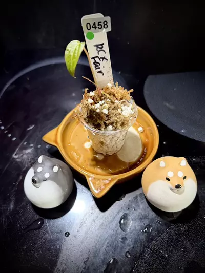 plant/RC x Fairchild 0458 G-1-thumbnail