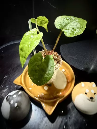 plant/Ace of Purple x Scott’s KunaPap 0322 B-2-thumbnail