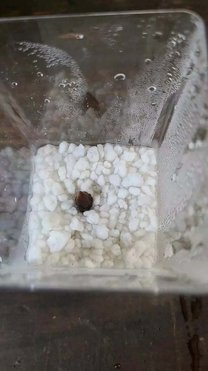 plant/Pink Dragon Alocasia Corm 1-112-0