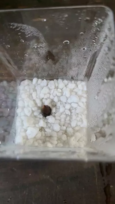 plant/Pink Dragon Alocasia Corm 1-112-0-thumbnail