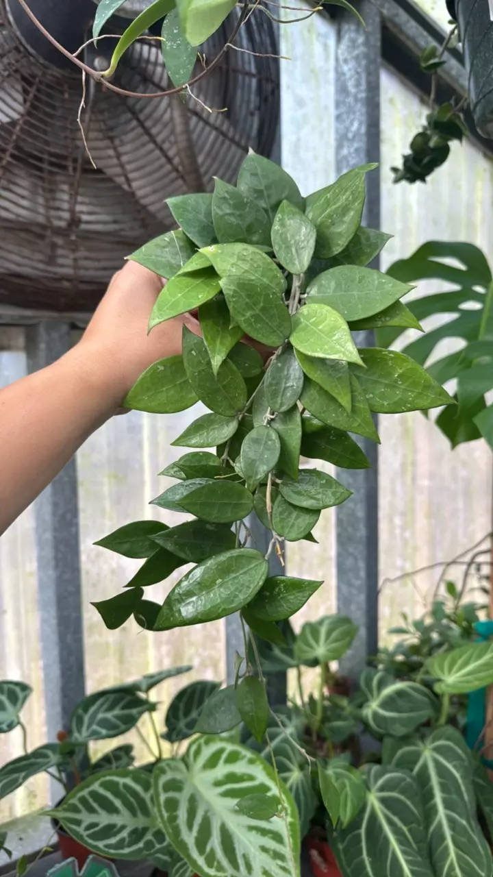 plant/703 Hoya Parasitica Black Margin-0