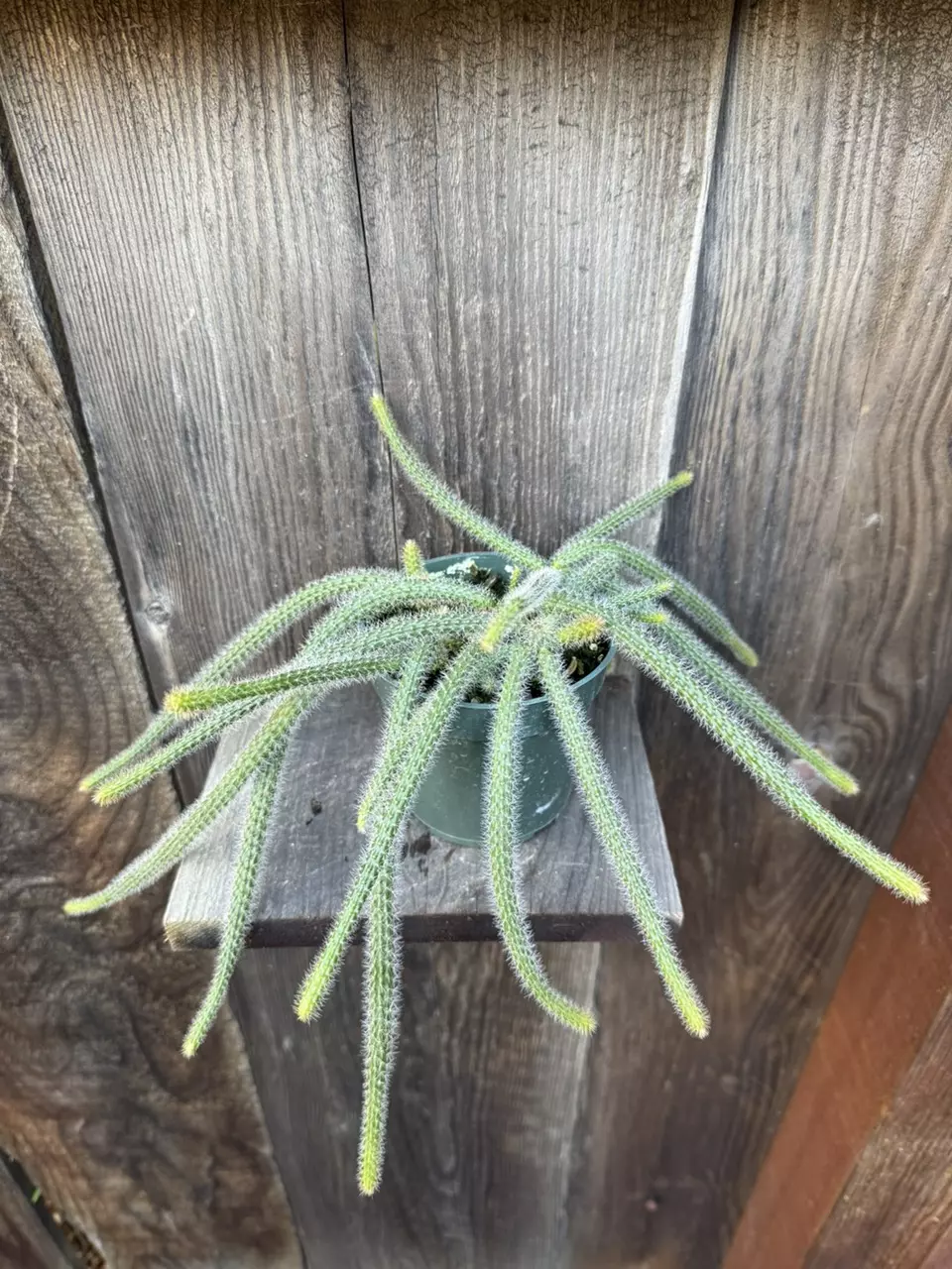 plant/Aporocactus flagelliformis rat tail 4”-0