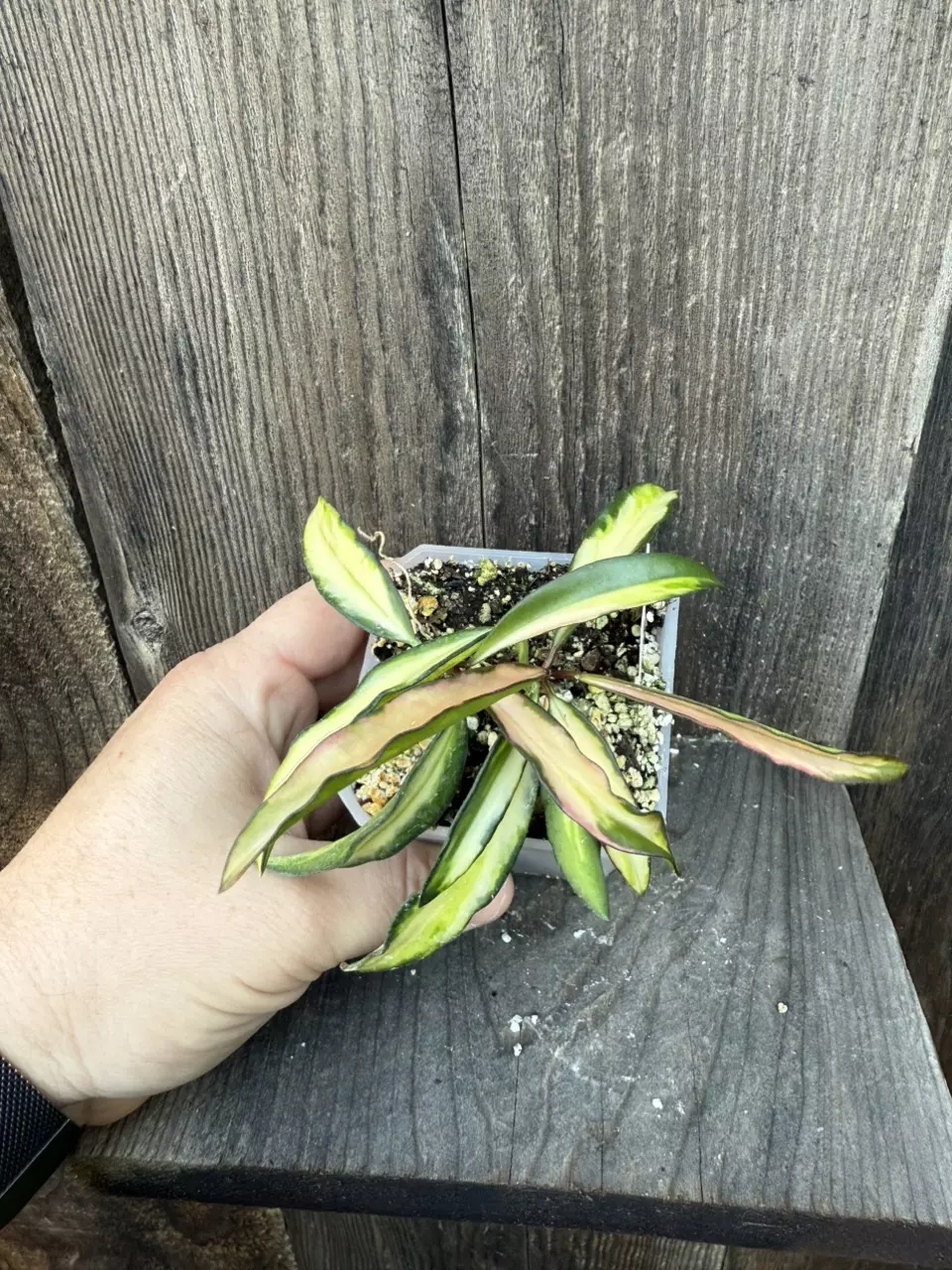 plant/Hoya wayetii Tricolor-1