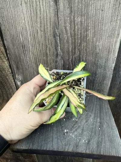 plant/Hoya wayetii Tricolor-1-thumbnail