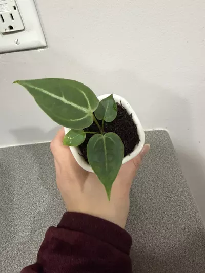 plant/Anthurium (Brielle x Red Crystal) x (Pink Lemonade x Rioclarence Wild Type)-2-thumbnail