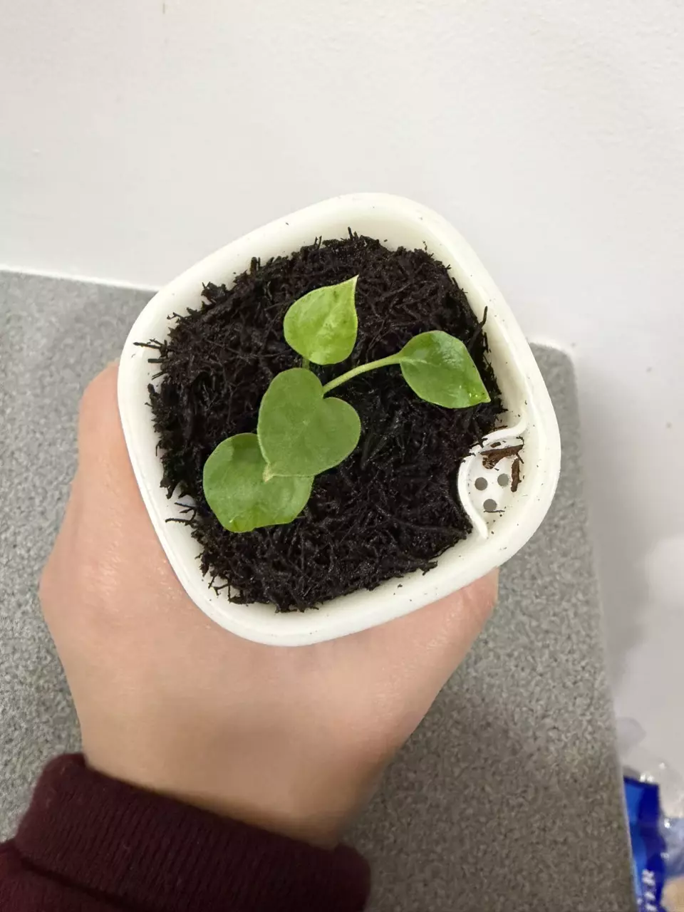 plant/Anthurium (Crystal x Ace of Spades) x Forgetti-3