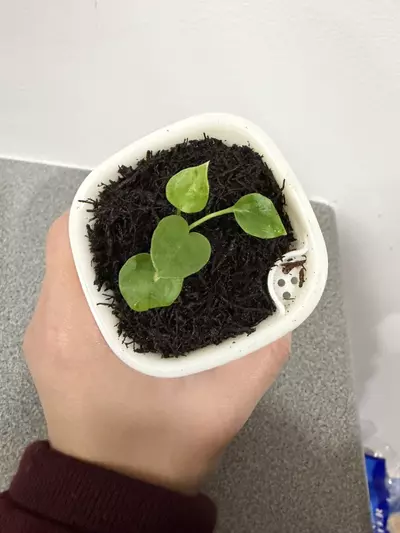 plant/Anthurium (Crystal x Ace of Spades) x Forgetti-3-thumbnail