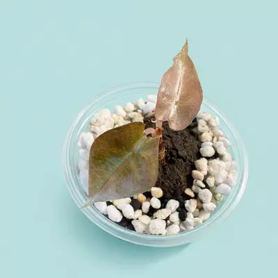 plant/Alocasia Polly Aurea-0-thumbnail