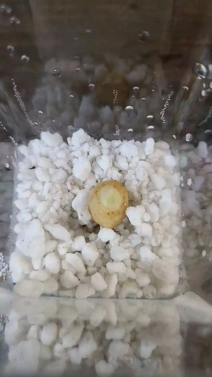 plant/Silver Dragon Alocasia Corm 1-114-0