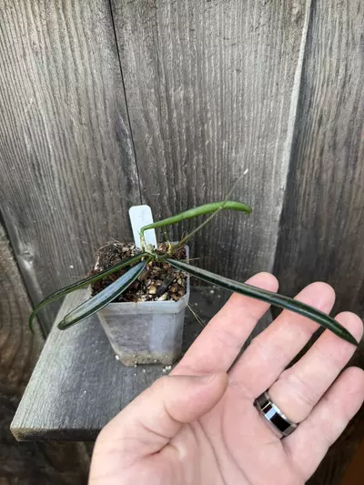 plant/Hoya shepherdii-1-thumbnail