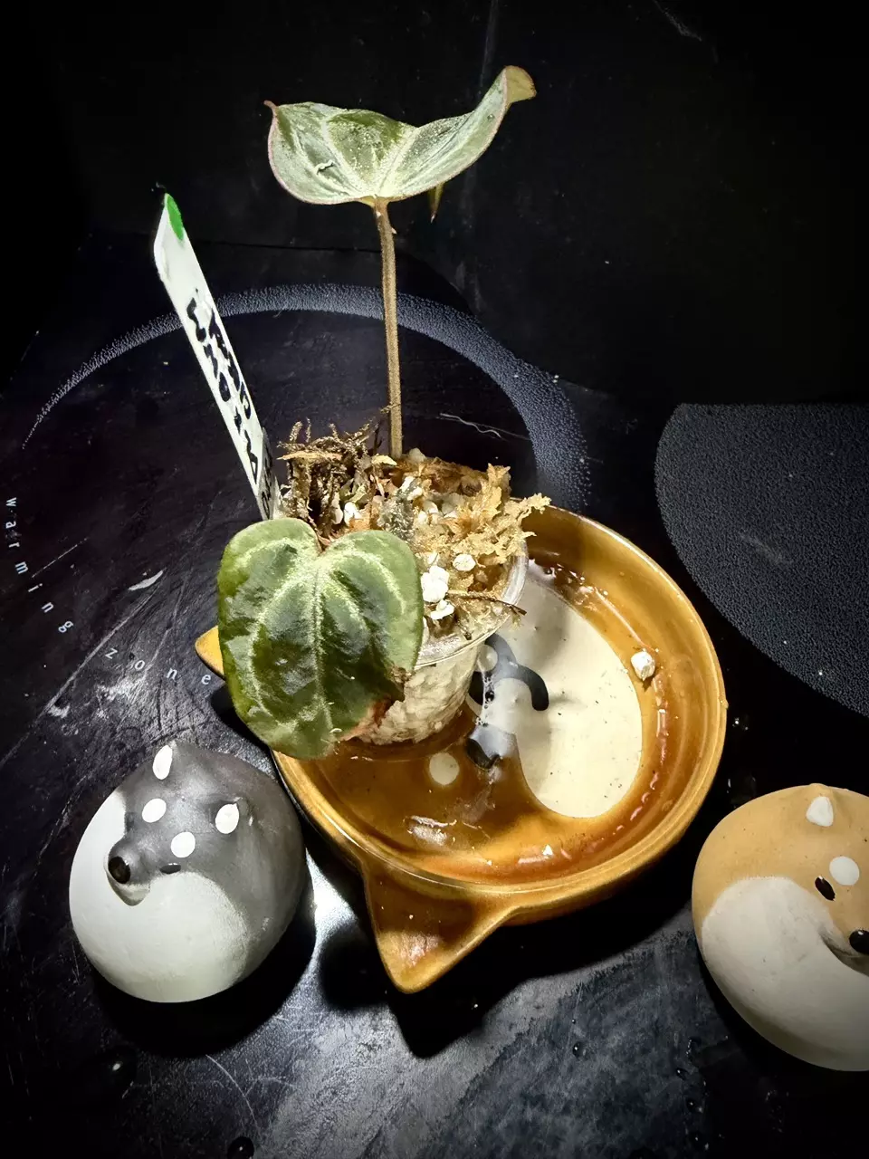 plant/Fused Sinus Pink Lemonade x Black Widow Michelle 0454 G-3