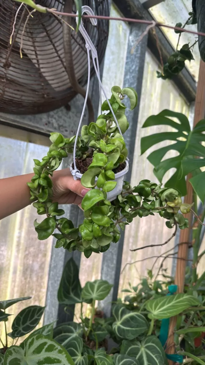 plant/705 Hoya Compacta-1