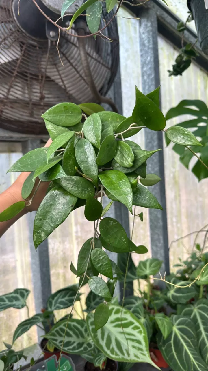 plant/721 Hoya Parasitica Black Margin-0