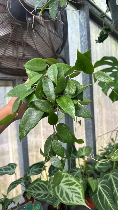 plant/721 Hoya Parasitica Black Margin-0-thumbnail