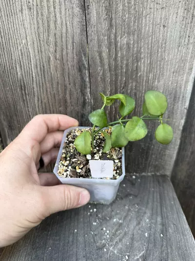 plant/Dischidia Geri aka Little Apple-1-thumbnail