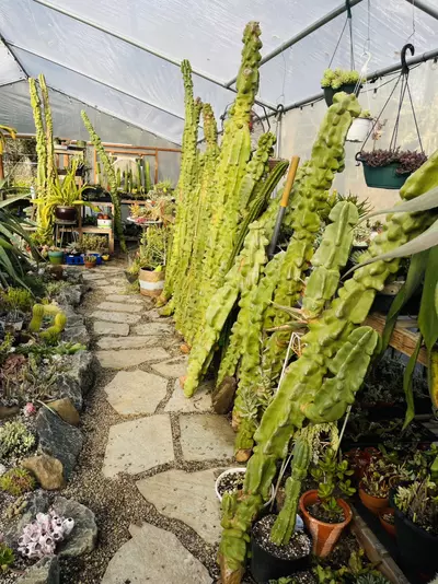 plant/Huge Totem Pole Cactus, 9 feet tall!!-2-thumbnail