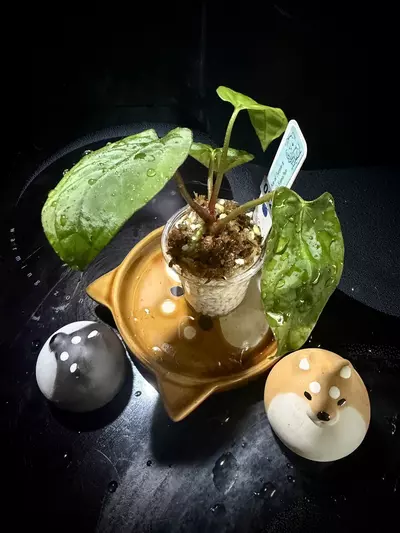 plant/Ace of Purple x Scott’s KunaPap 0322 B-1-thumbnail