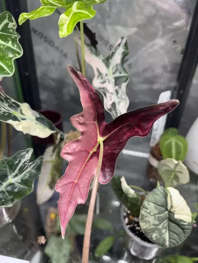 plant/Insulation-0-thumbnail