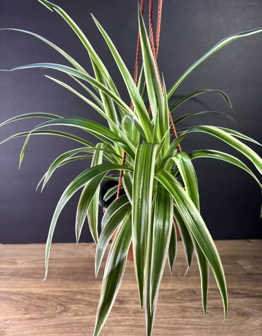plant/Spider Plant - Reverse 6” HB - grower’s choice-3