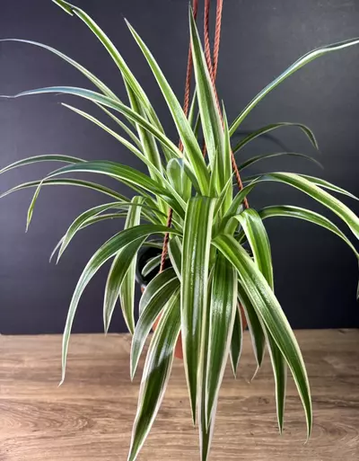 plant/Spider Plant - Reverse 6” HB - grower’s choice-3-thumbnail