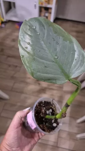 plant/8231 Philodendron Silver Sword-1-thumbnail